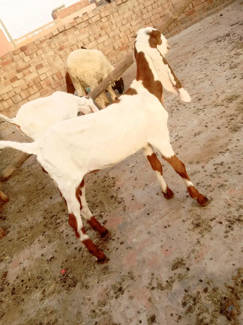8dant bkri Sath male female 10din ki cros cross ki video majod — photo 9