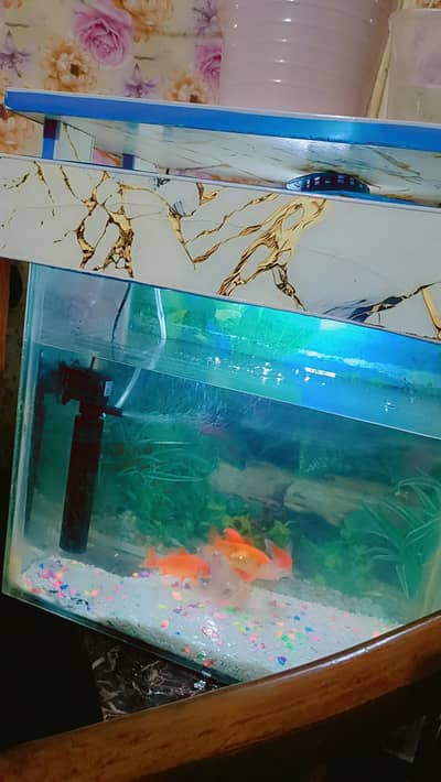 fishes and aquarium