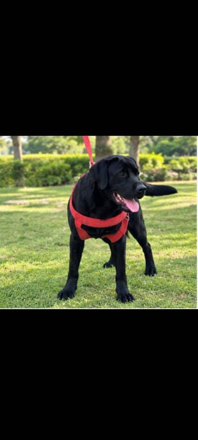 Labrador British short tale