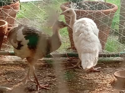healthy peacocok pair 6 month old