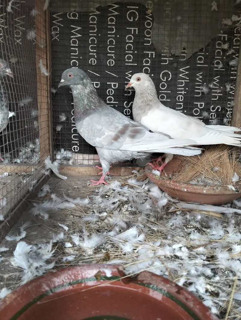 Breeder pairs  Teddy golden saleta kamakar kasuri — photo 8