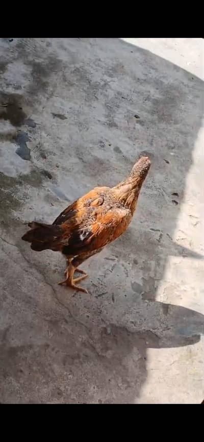 1 desii murgii aor 1 murga for sale 03075437983