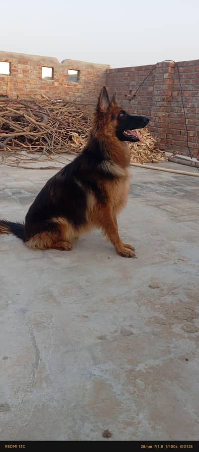 German shepherd dog female