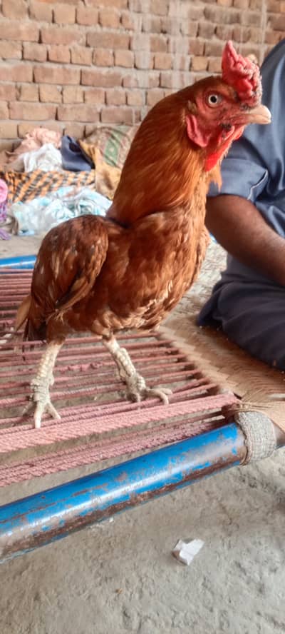 Pure aseel murgah for breed