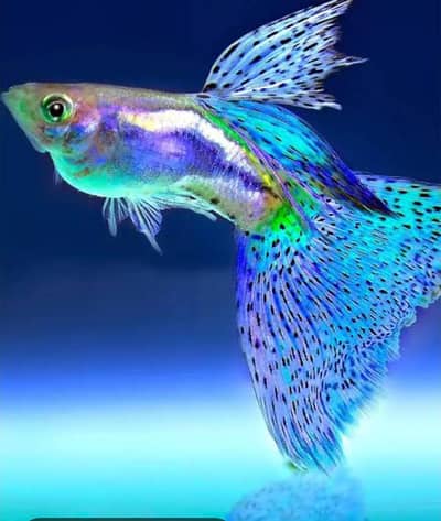 fish and fish aquarium in reasonable price