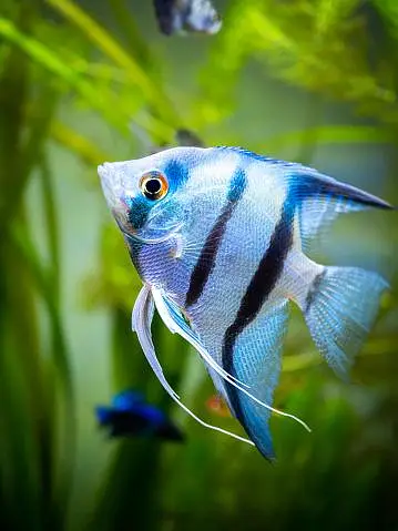 fish and fish aquarium in reasonable price — photo 2