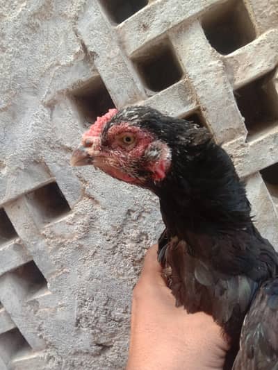 mushki aseel hen.