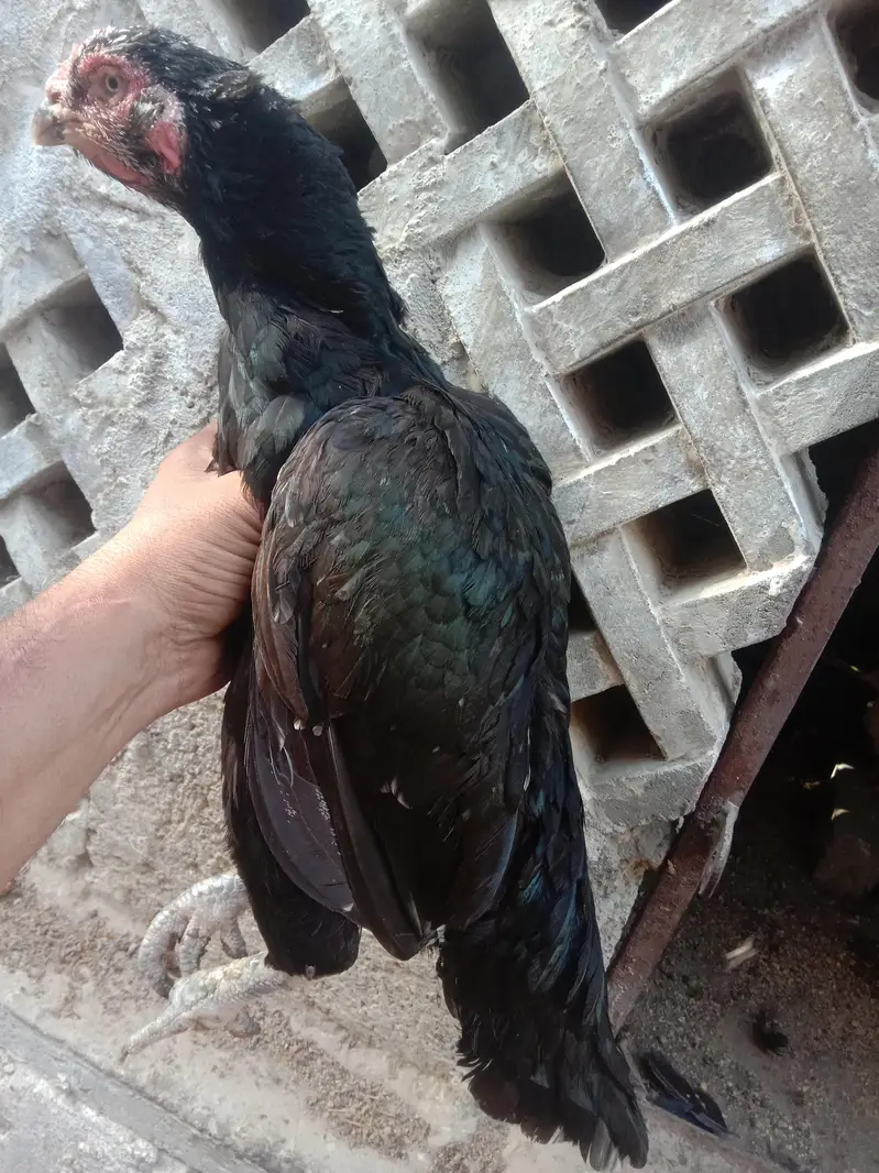 mushki aseel hen. — photo 2