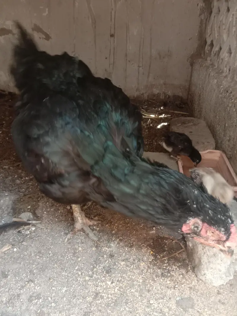 mushki aseel hen. — photo 3