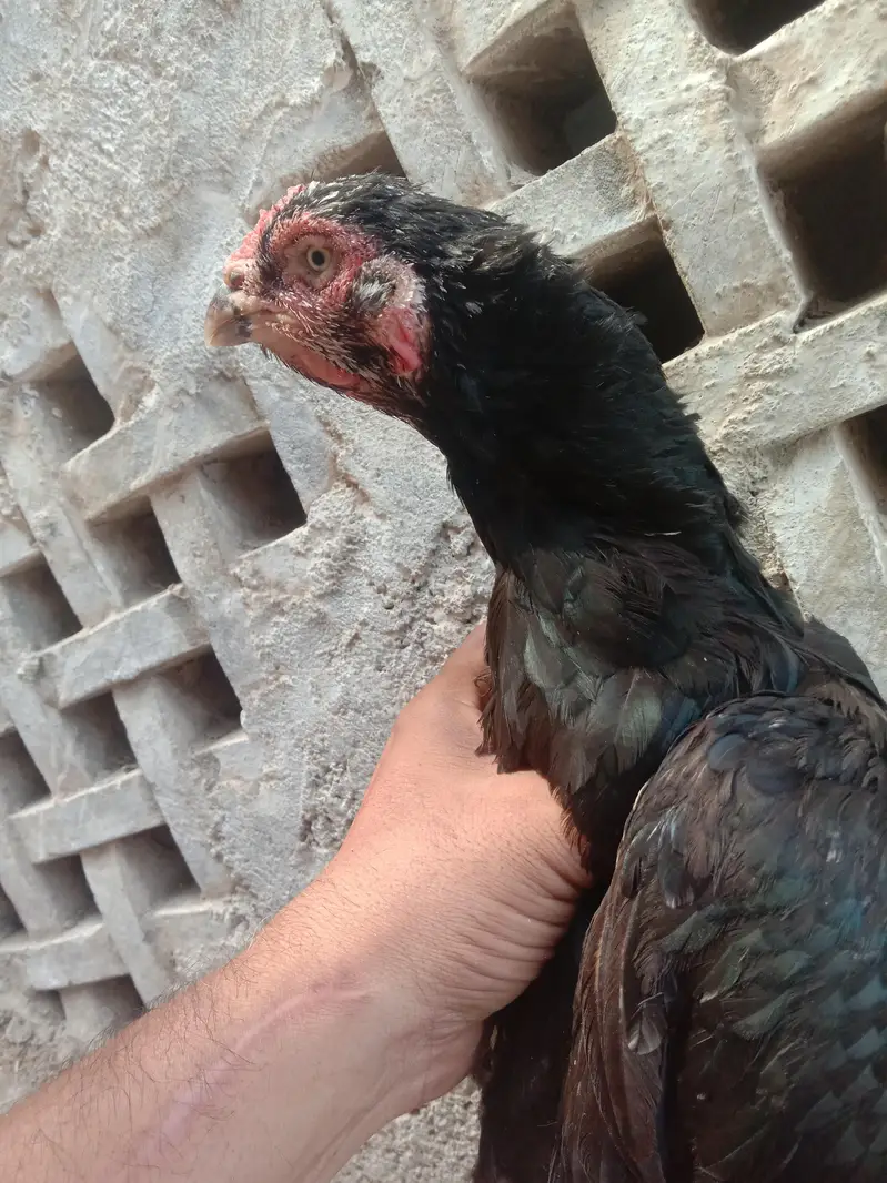 mushki aseel hen. — photo 5