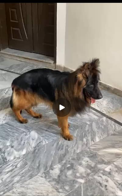 German Shepherd puppy