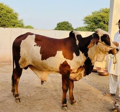 Bulls for Sale, 4 Heavy Bulls for Qurbani
