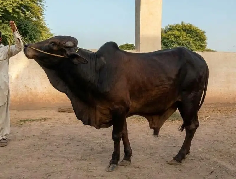 Bulls for Sale, 4 Heavy Bulls for Qurbani — photo 2