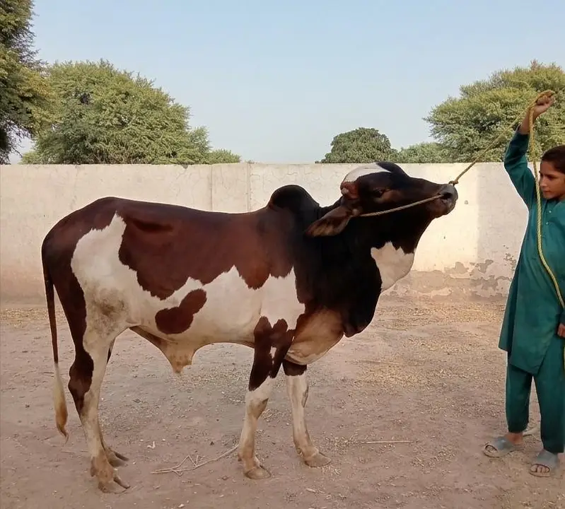 Bulls for Sale, 4 Heavy Bulls for Qurbani — photo 3