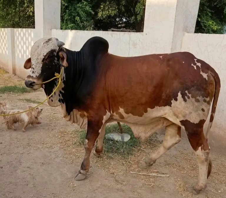 Bulls for Sale, 4 Heavy Bulls for Qurbani — photo 4