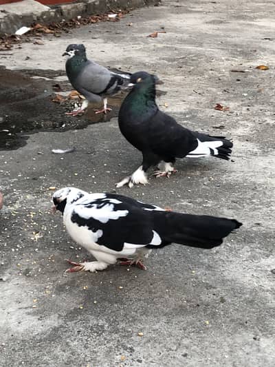 Fancy pigeon