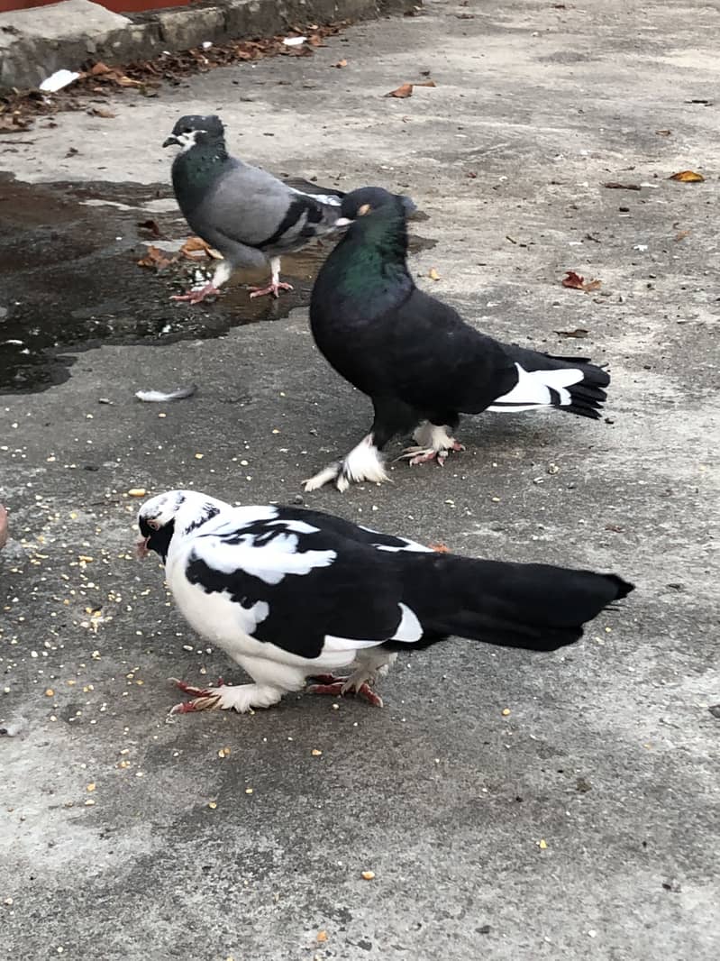 Fancy pigeon 0