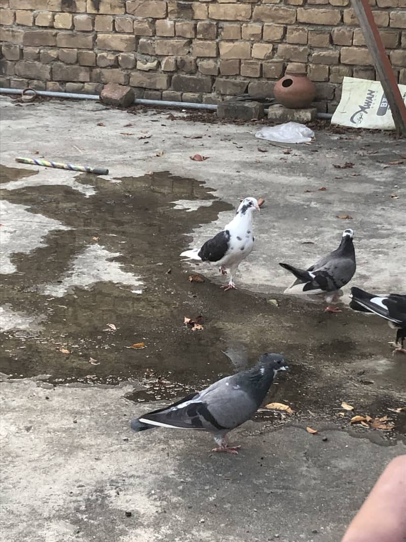 Fancy pigeon 1