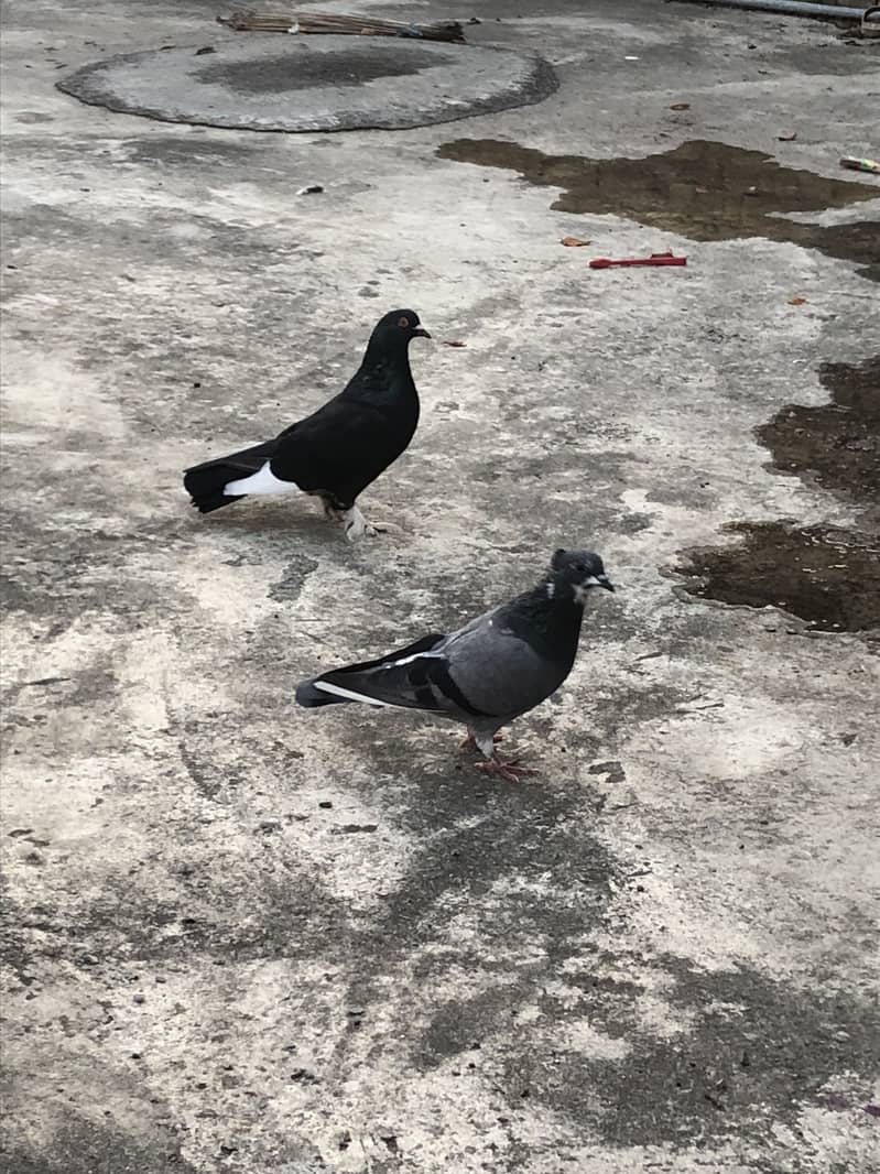 Fancy pigeon 2