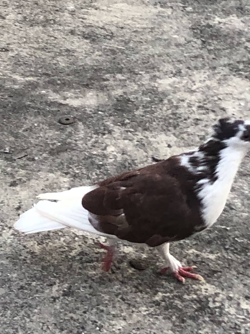 Fancy pigeon 3