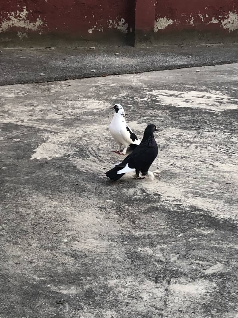 Fancy pigeon 4