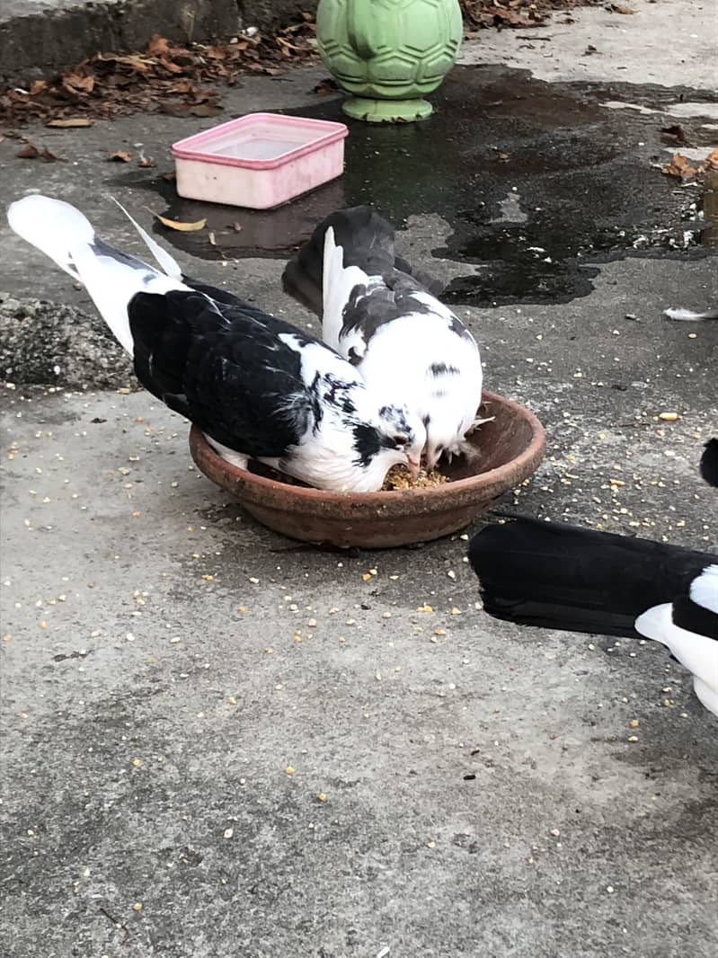 Fancy pigeon 5