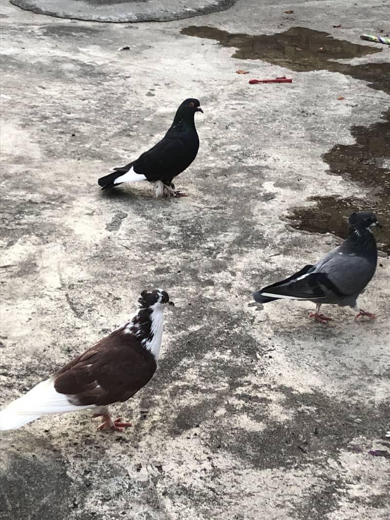 Fancy pigeon 6