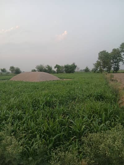 BEST OPERTUINTY 32 KANAL LAND JATI UMRA ROAD NEAR TO MALL STOP BACK SIDE ZAITON CITY BEST FOR GOAT FARMING POULTRY FARMING FARMHOUSE INDUSTRY