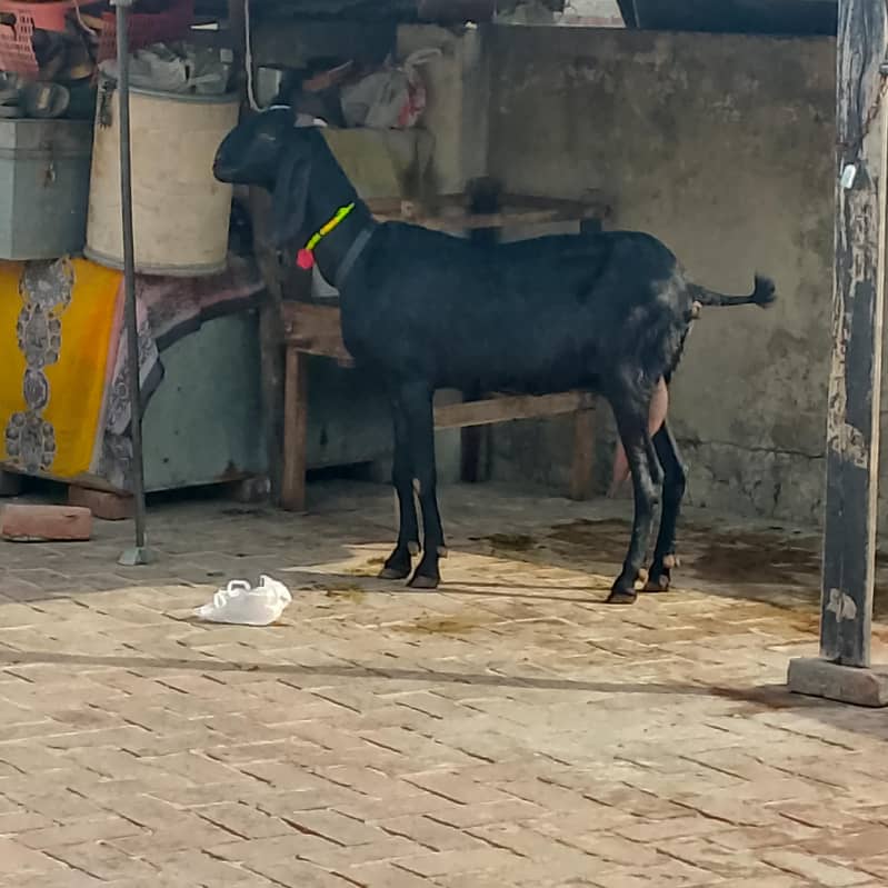 black beetal 2