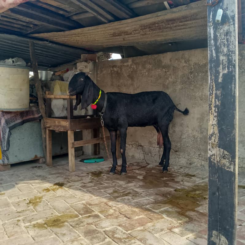 black beetal 4