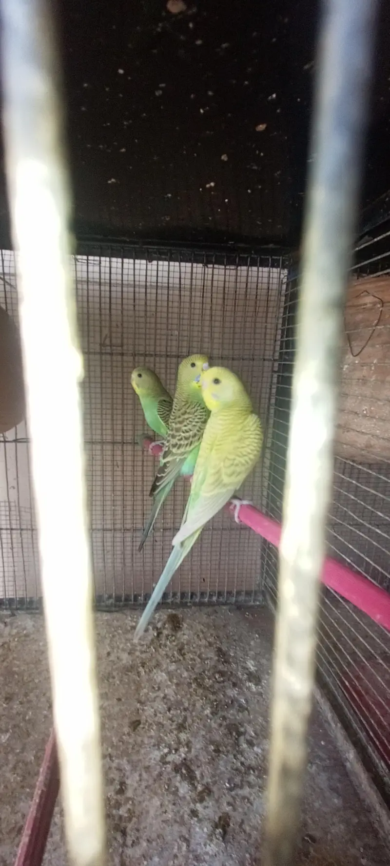 Mixed bujri and pied Budgie Available — photo 2