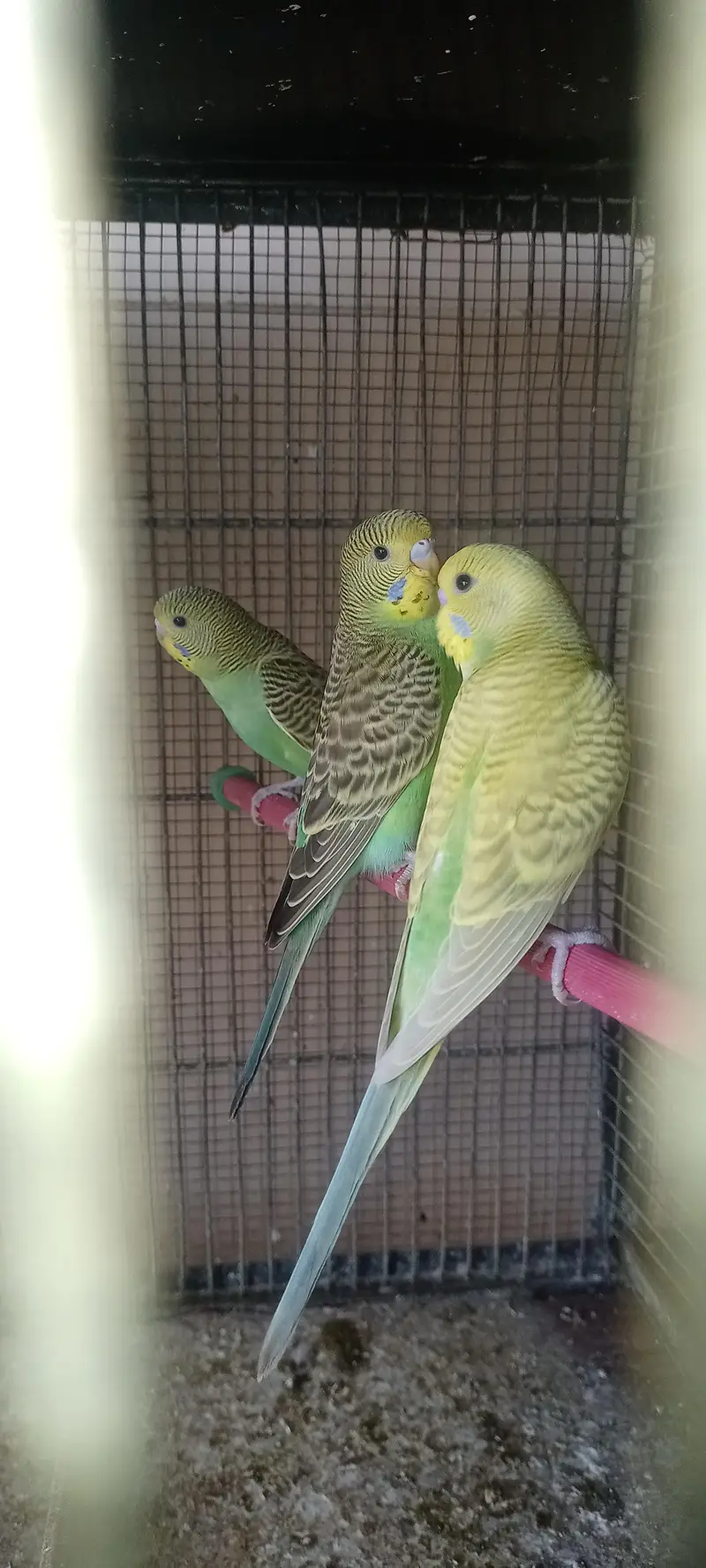 Mixed bujri and pied Budgie Available — photo 3