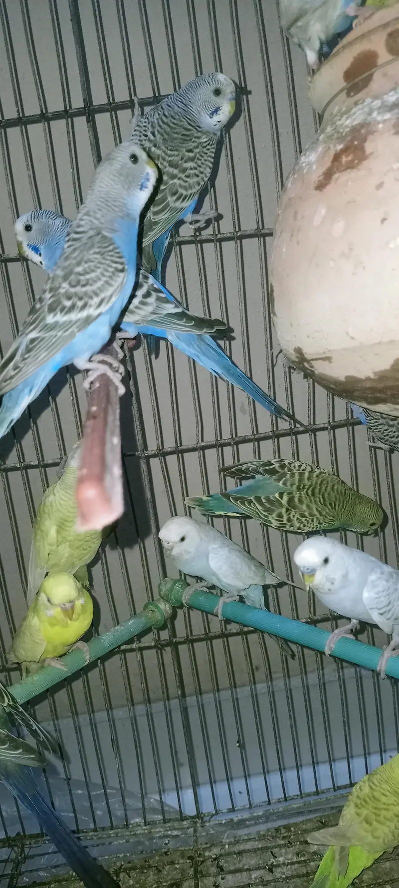 Mixed bujri and pied Budgie Available — photo 4
