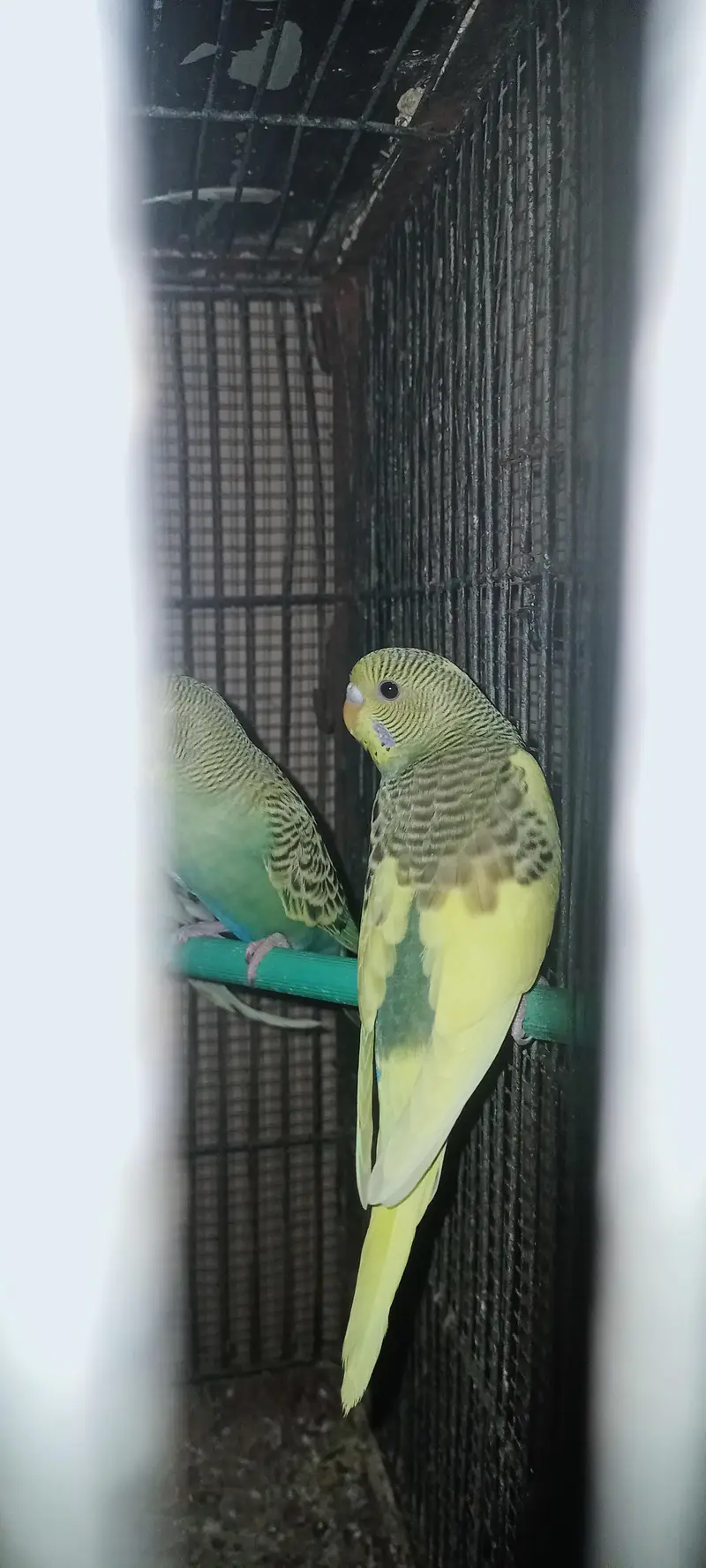 Mixed bujri and pied Budgie Available — photo 5