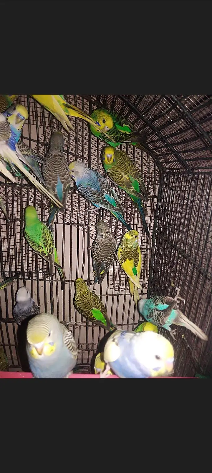 Mixed bujri and pied Budgie Available — photo 6