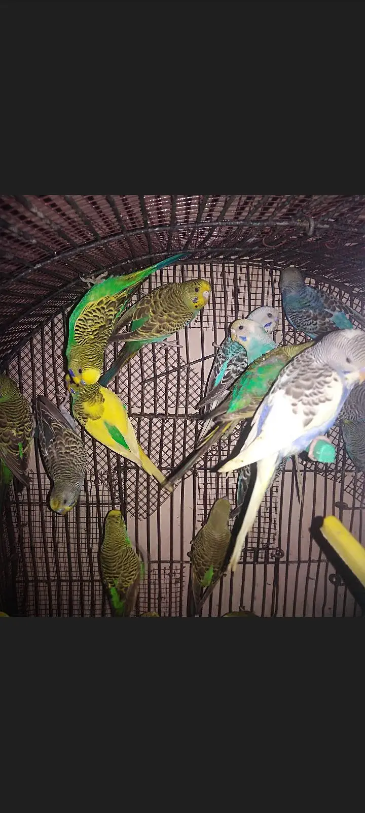 Mixed bujri and pied Budgie Available — photo 7