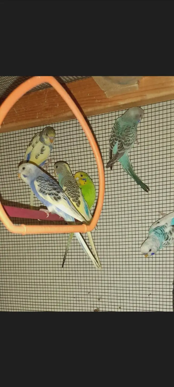 Mixed bujri and pied Budgie Available — photo 8