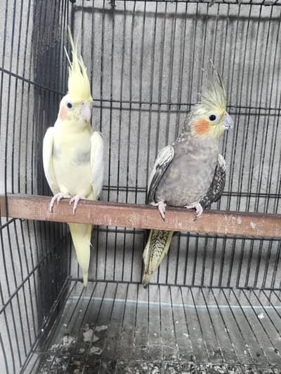 cocktail breeder pair