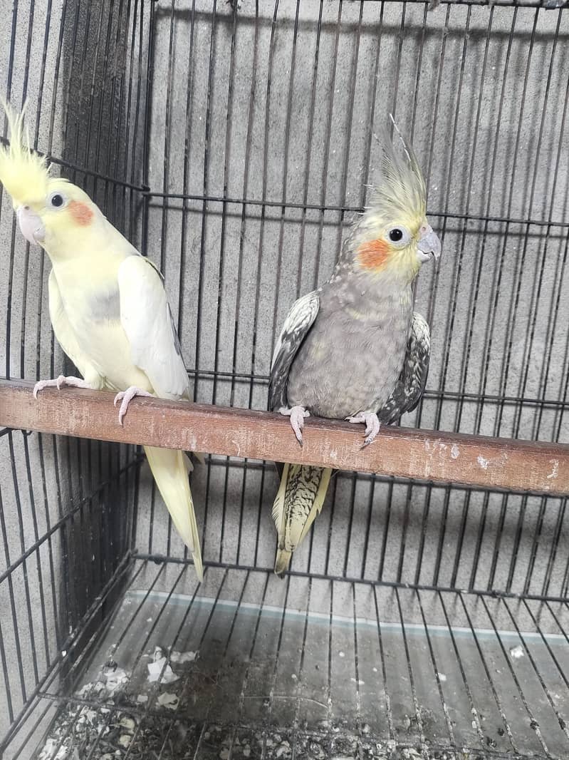 cocktail breeder pair 1