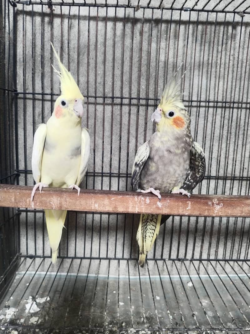 cocktail breeder pair 2