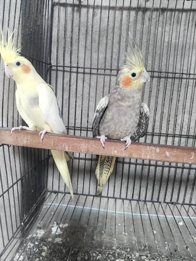 cocktail breeder pair 3
