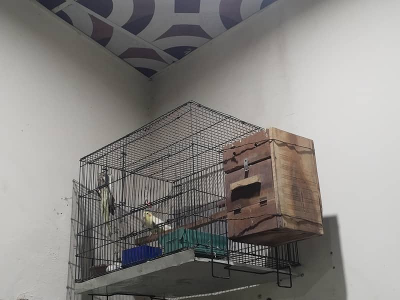 cocktail breeder pair 4