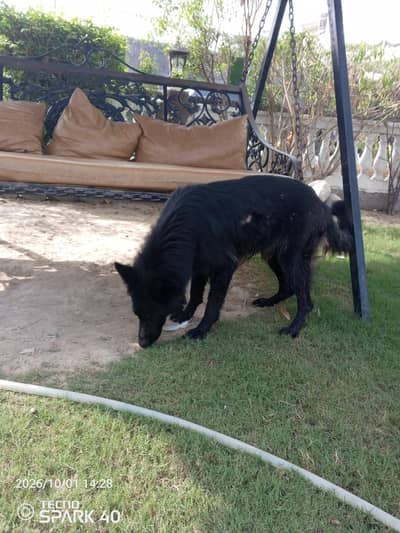 German Shepherd female available