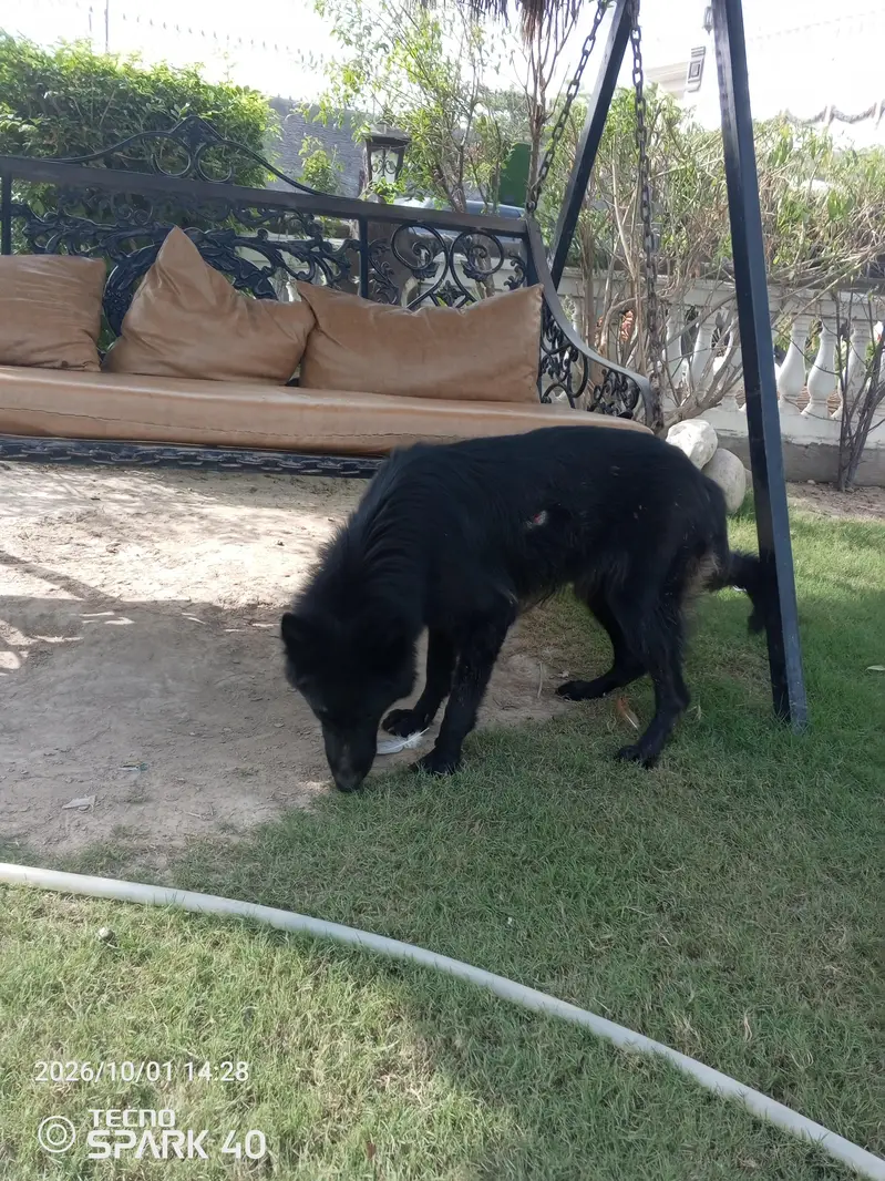 German Shepherd female available — photo 2