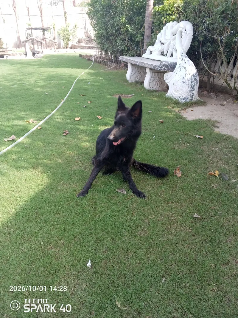 German Shepherd female available — photo 3