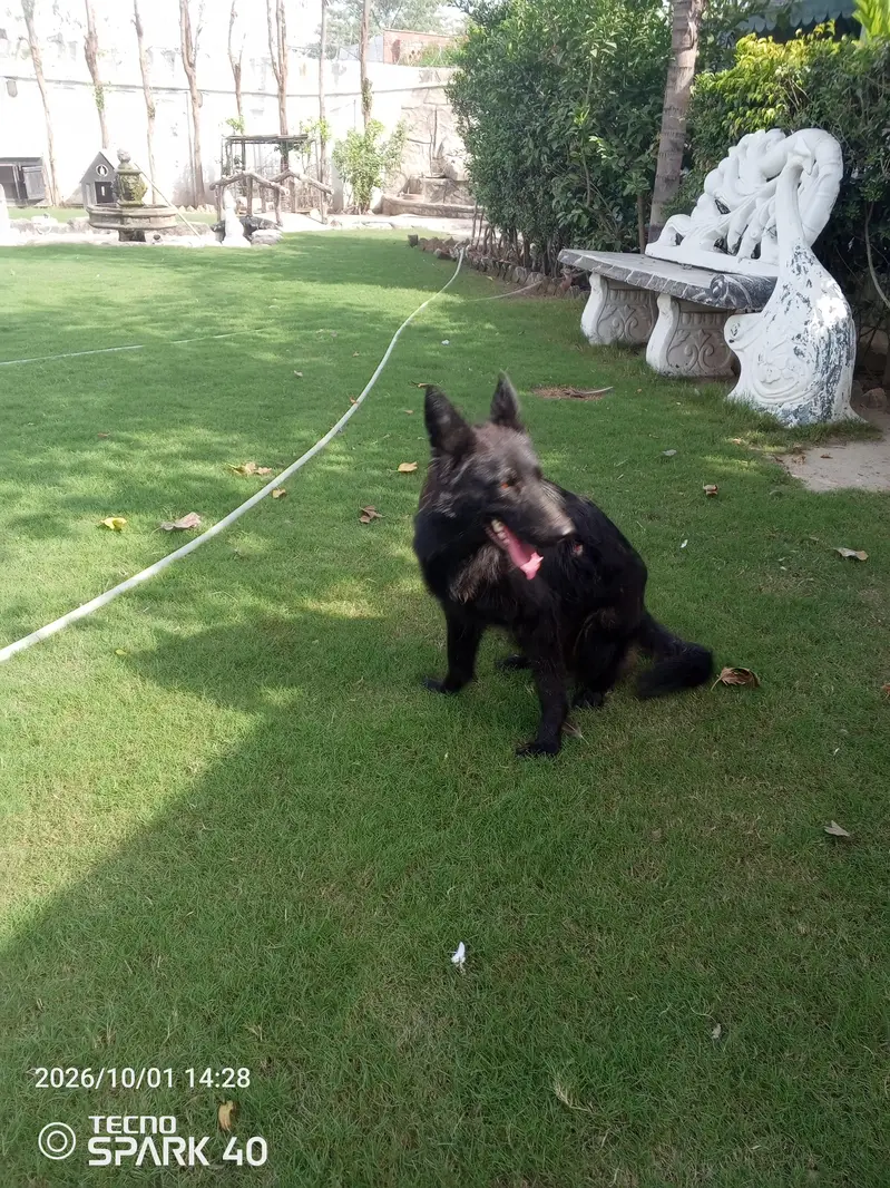 German Shepherd female available — photo 4