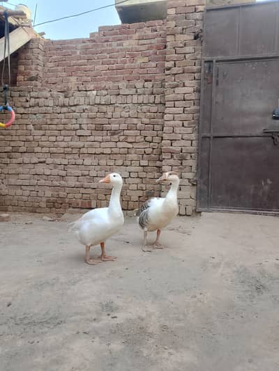 Big ducks for sale
