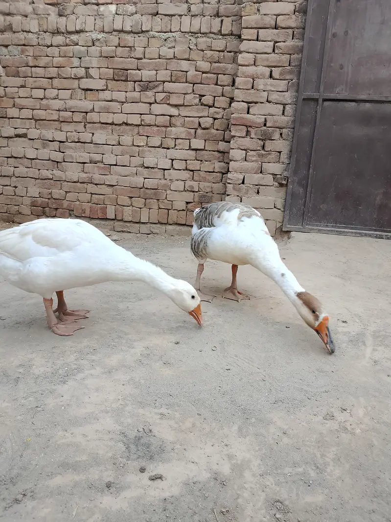 Big ducks for sale — photo 2