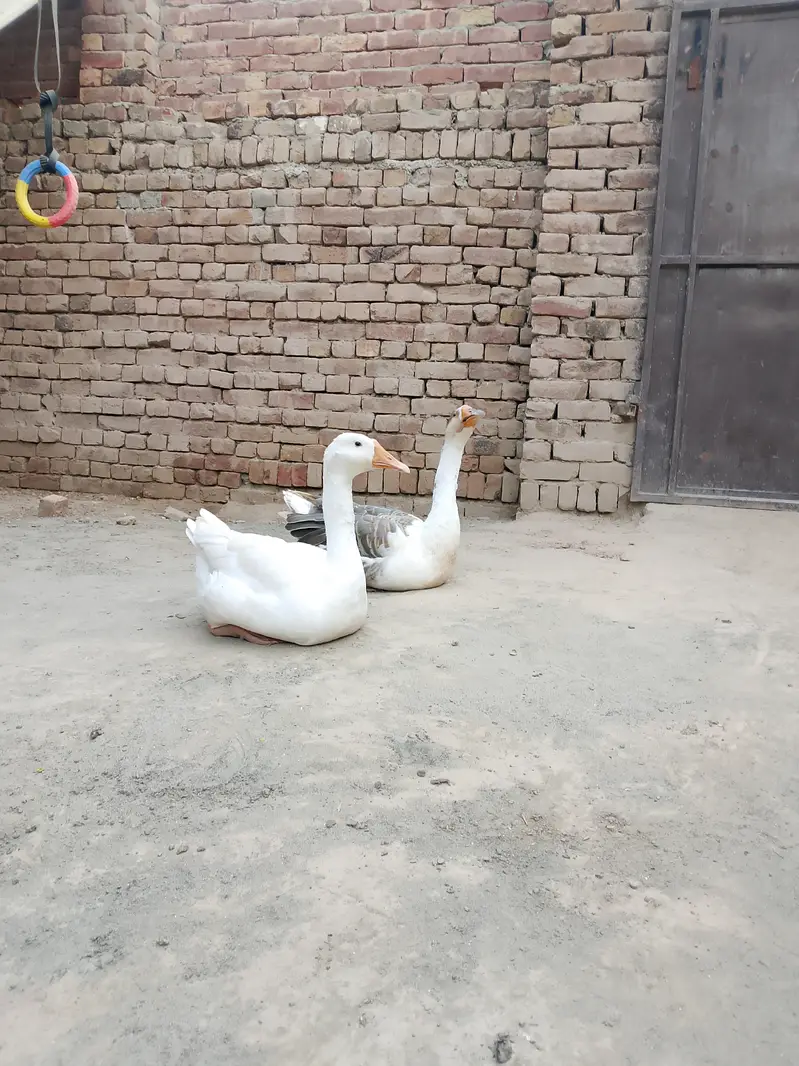 Big ducks for sale — photo 3