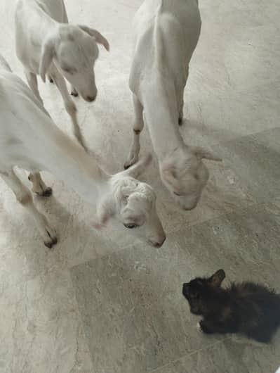 zero size teddy pair for sale in karachi